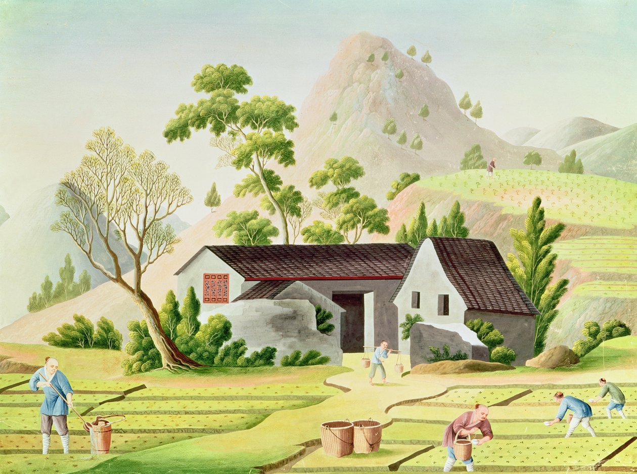 Chłopi na polach ryżowych autorstwa Chinese School