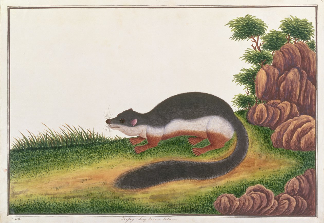 Prevosts wiewiórka, z Rysunków zwierząt, owadów i gadów z Malakki, ok. 1805-18 (gwasz i wc na papierze) autorstwa Chinese School