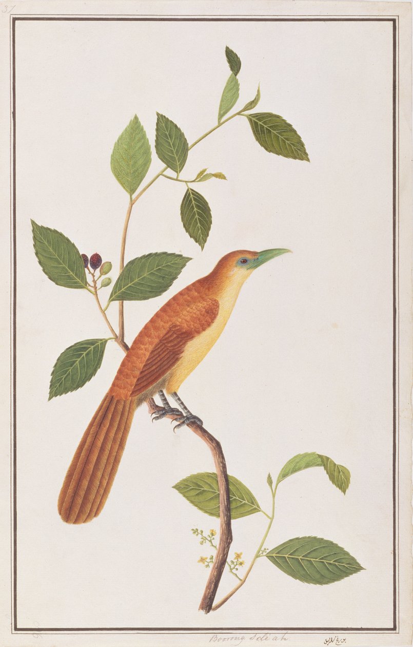Raffles Malkoha, z Rysunków ptaków z Malakki, ok. 1805-18 (wc na papierze) autorstwa Chinese School