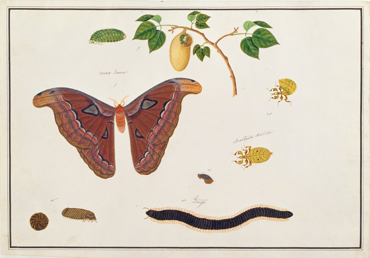 Sześć stawonogów z Rysunków zwierząt, owadów i gadów z Malakki, ok. 1805-18 (wc i gwasz na papierze) autorstwa Chinese School