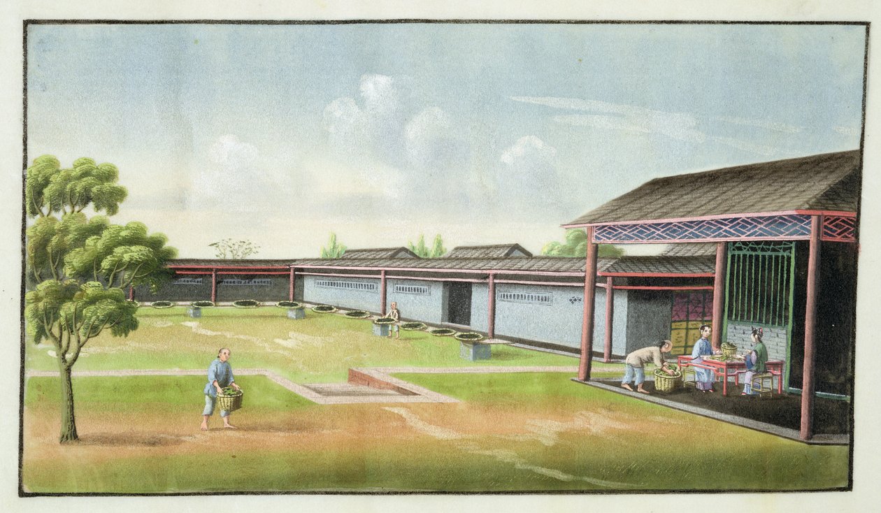 Sortowanie małych listków do suszenia (wc na papierze) autorstwa Chinese School