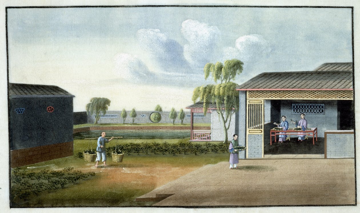 Sortowanie herbaty (wc na papierze) autorstwa Chinese School