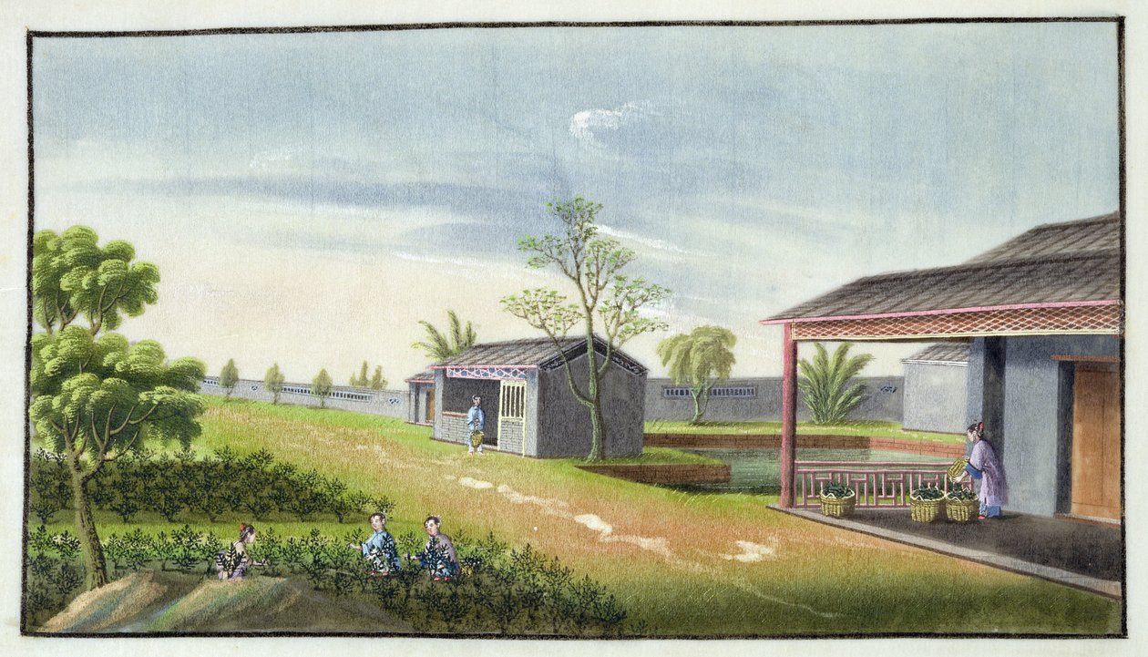 Pielęgnacja krzewów herbacianych (wc na papierze) autorstwa Chinese School