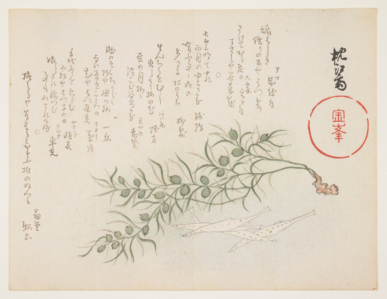 Mała biała ryba i wodorosty, ok.1854-59 (kolorowy drzeworyt) autorstwa Chinksai
