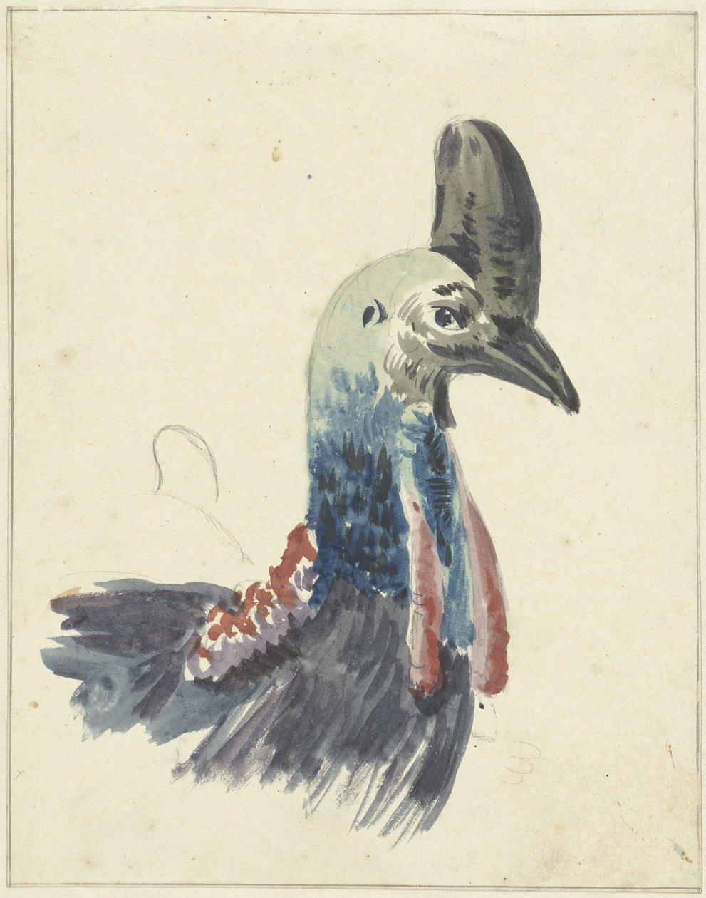 Głowa Kazuaru, akwarela autorstwa Christiaan van Geelen
