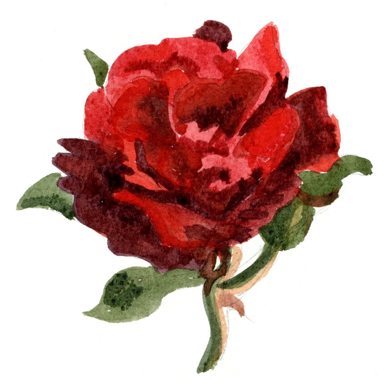 Czerwona róża, 2011 (akwarela na papierze) autorstwa Christian Furr
