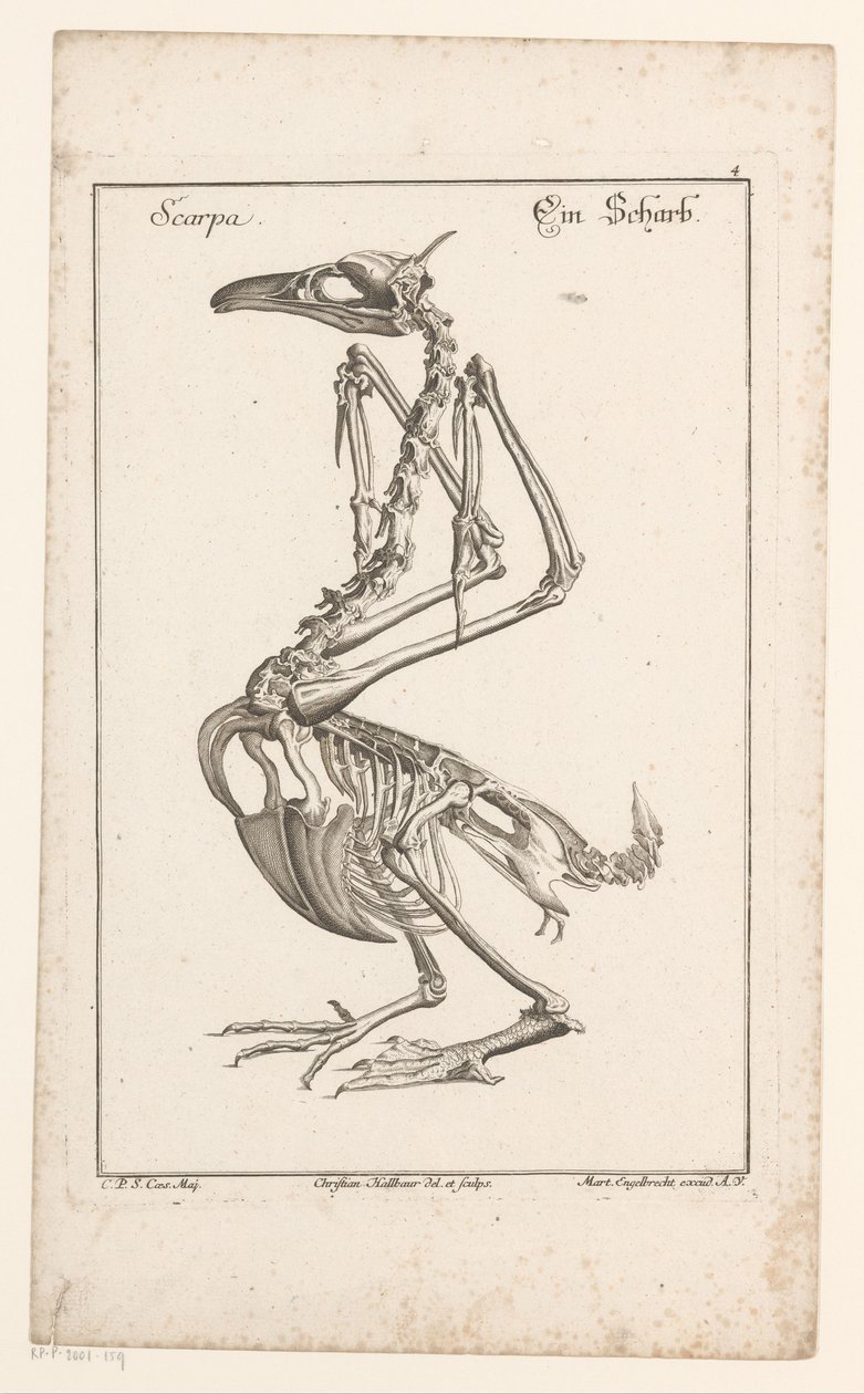 Skeleton van een aalscholver Scarpa / Sharb (tytuł na obiekcie) Różne ciała Sceleta lub nogi (tytuł serii) autorstwa Christian Hallbaur