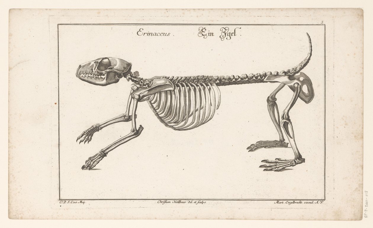 Szkielet jeża Erinaceus / Ein Egel (tytuł na obiekcie) Unterschiedliche Sceleta lub Bone-Cörper (tytuł serii) autorstwa Christian Hallbaur