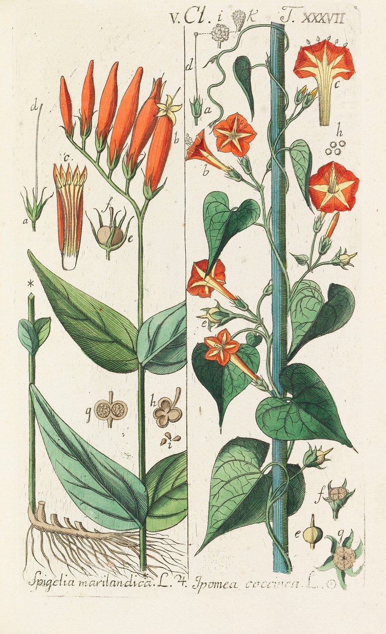 Podręcznik botaniczny, 1808. autorstwa Christian Schkuhr