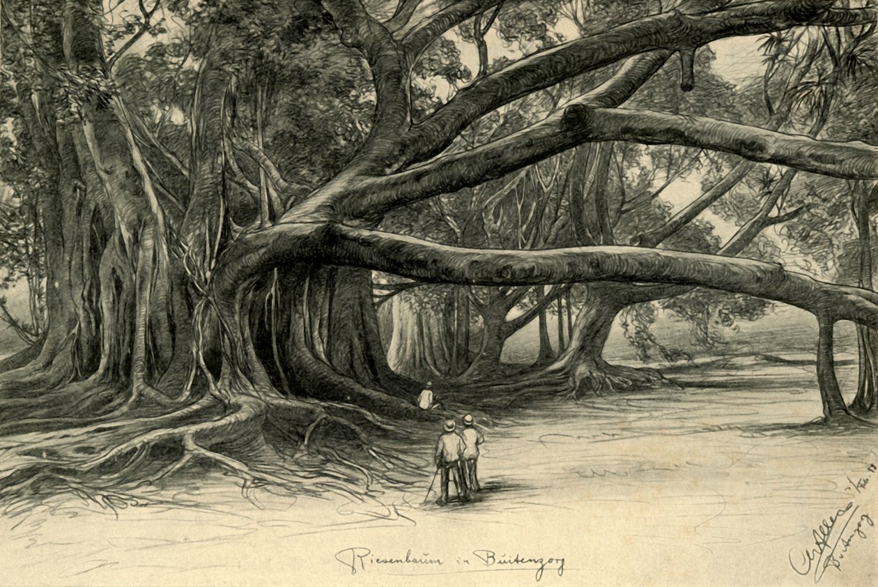 Olbrzymie drzewa w Buitenzorg, Jawa, 1898. autorstwa Christian Wilhelm Allers