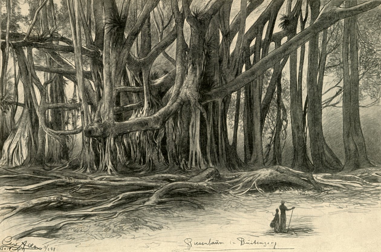 Olbrzymie drzewa w Buitenzorg, Jawa, 1898. autorstwa Christian Wilhelm Allers