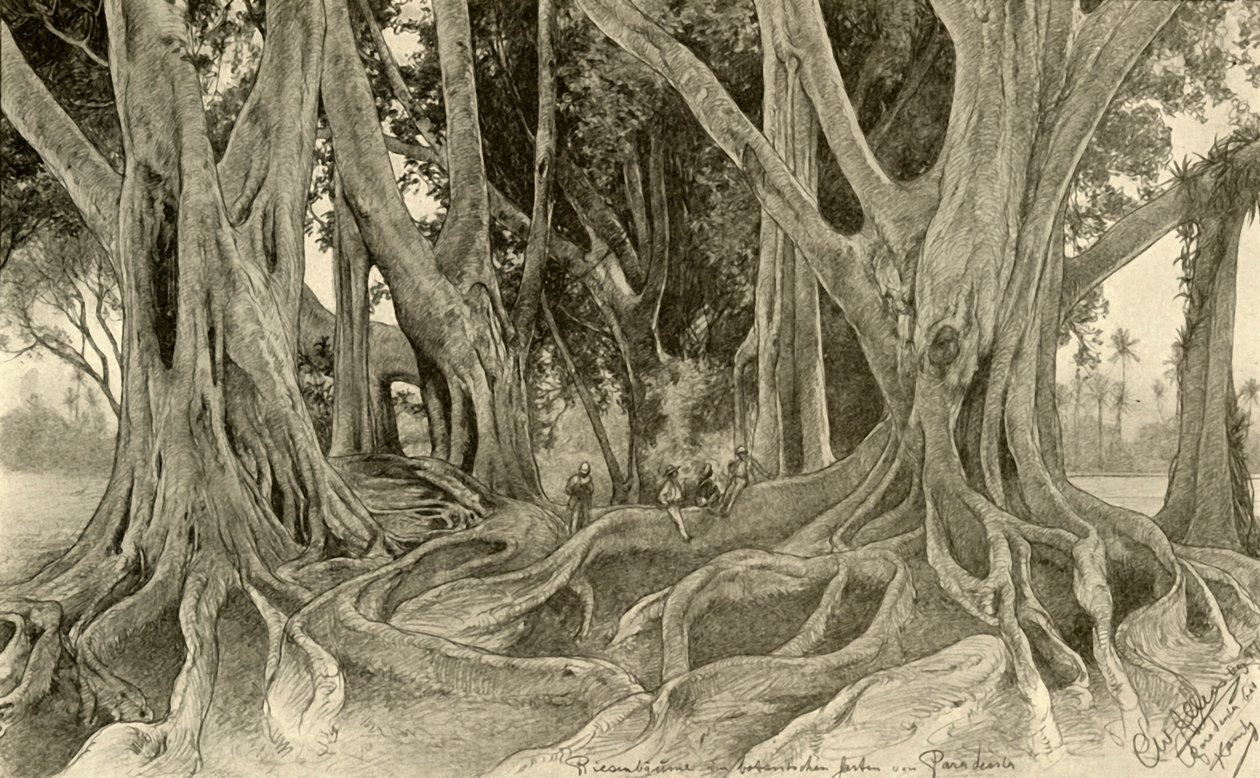 Olbrzymie drzewa w ogrodach botanicznych, Peradeniya, Kandy, Cejlon, 1898. autorstwa Christian Wilhelm Allers