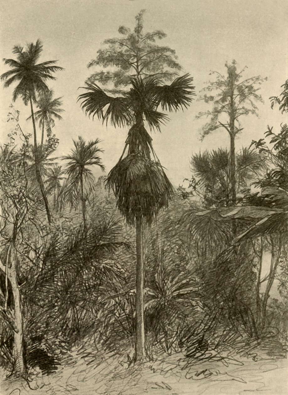 Palma talipot po kwitnieniu, Cejlon, 1898. autorstwa Christian Wilhelm Allers