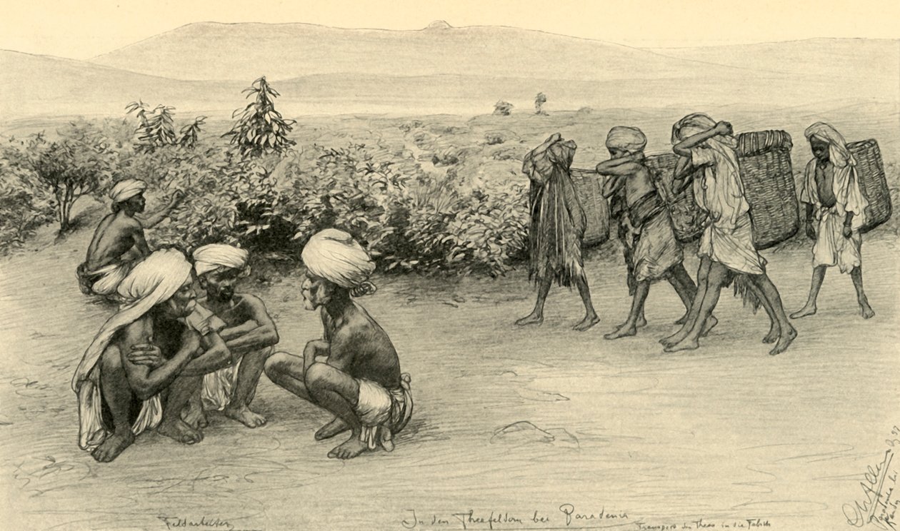 Zbieracze herbaty, Peradeniya, Cejlon, 1898. autorstwa Christian Wilhelm Allers