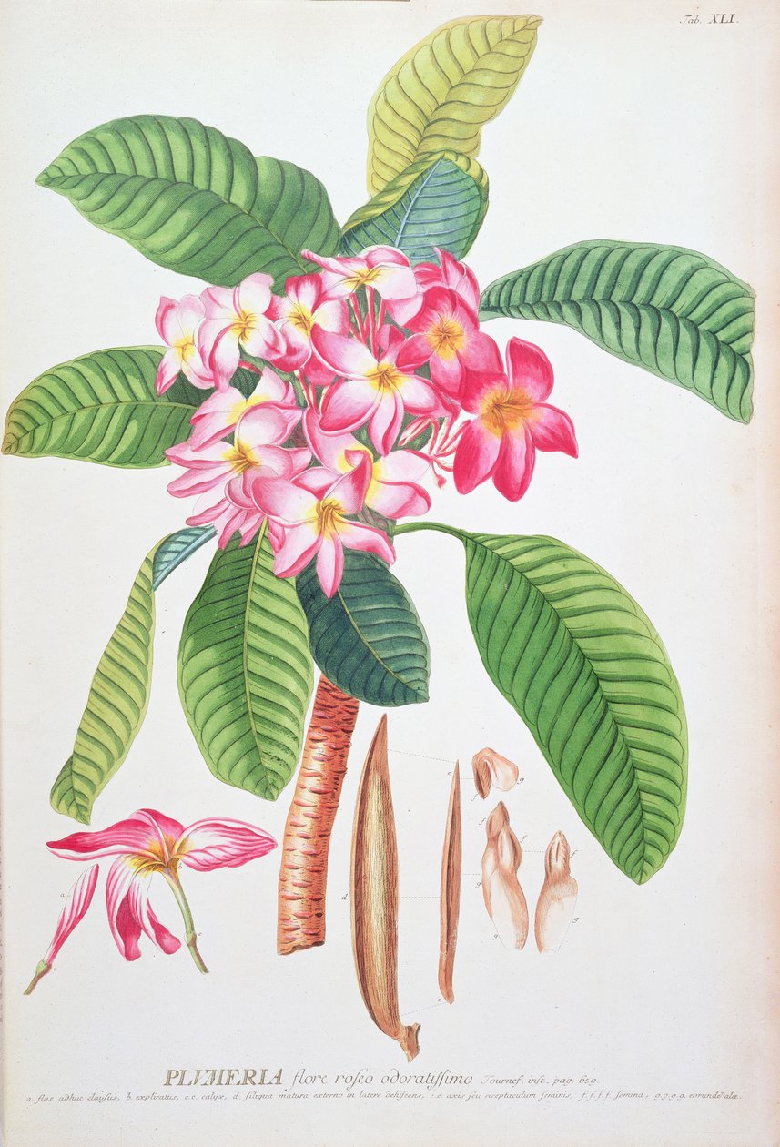 Plumeria: z Plantae Selectae, Christoph Jacob Trew i Georg Dionysius Ehret (1710-70); Frangipanier; autorstwa Christoph Jacob & Ehert Georg Dionysius Trew