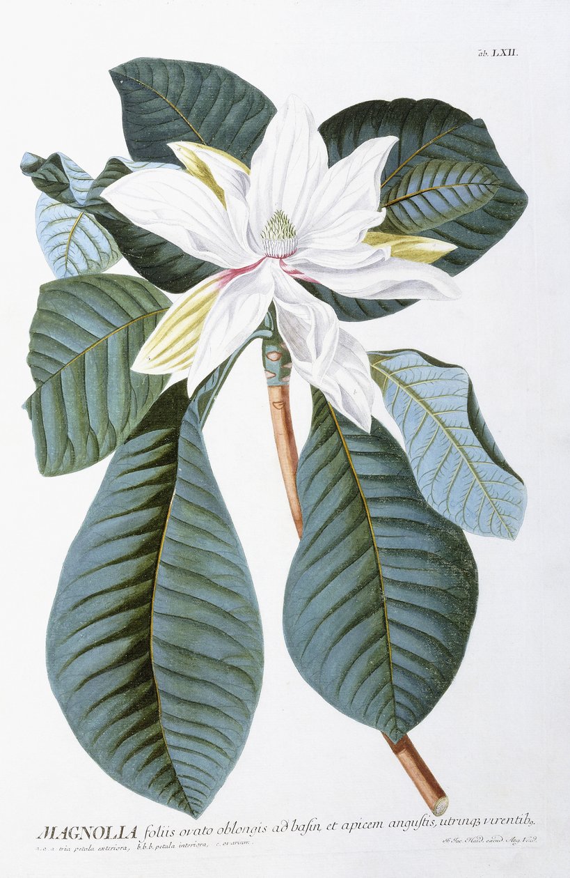Magnolia, 1750-1773 autorstwa Christoph Jacob Trew