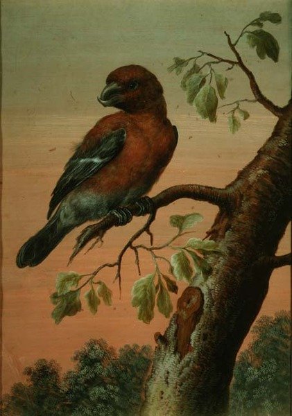 Papuga na gałęzi (gwasz) (patrz także 60076) autorstwa Christoph Ludwig Agricola