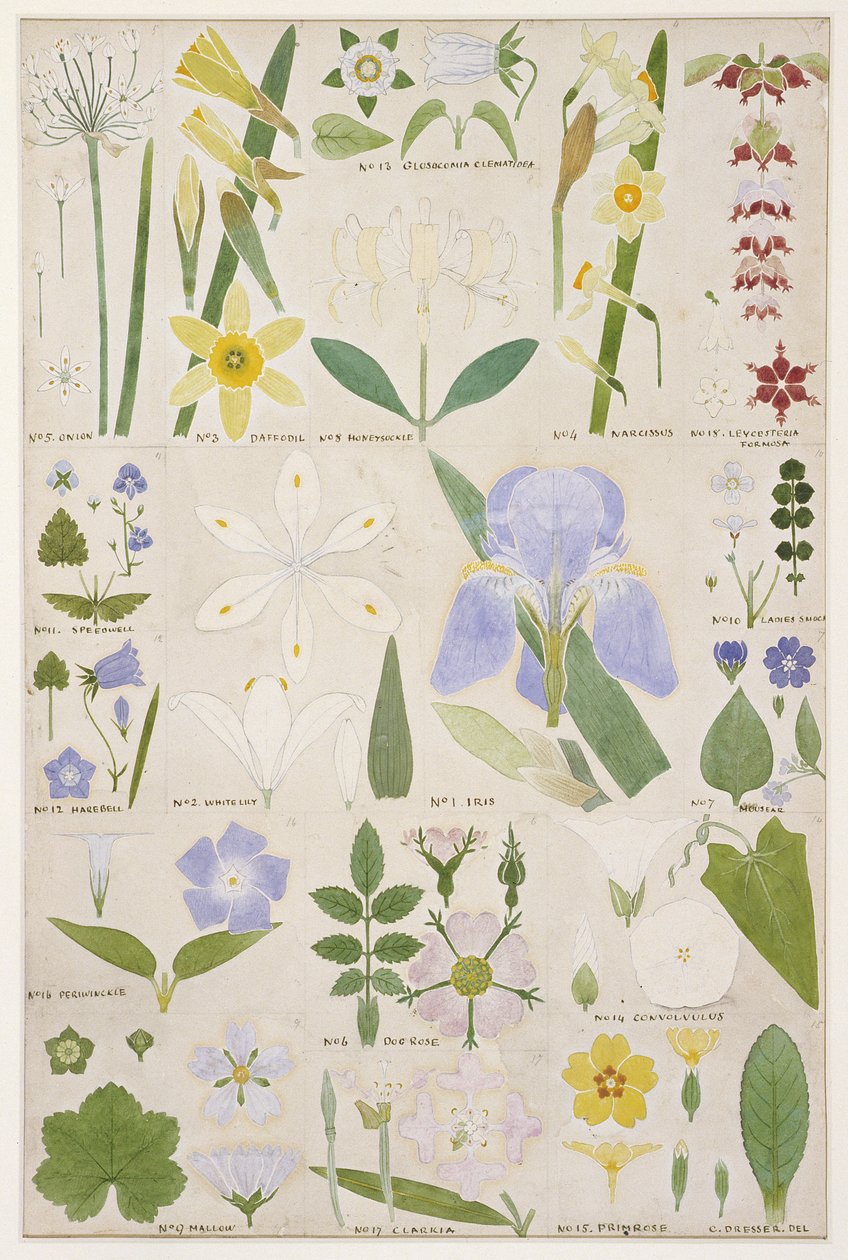 Ilustracja botaniczna, oryginał z dzieła Owena Jonesa (1809-74) `The Grammar of Ornament`, 1856 (ołówek, wc). autorstwa Christopher Dresser