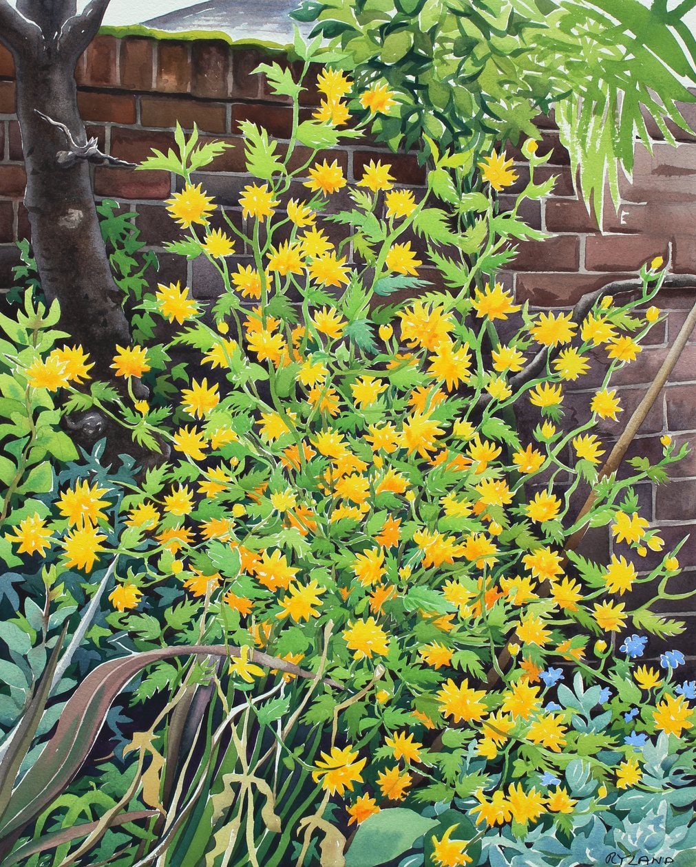 Kerria japonica autorstwa Christopher Ryland