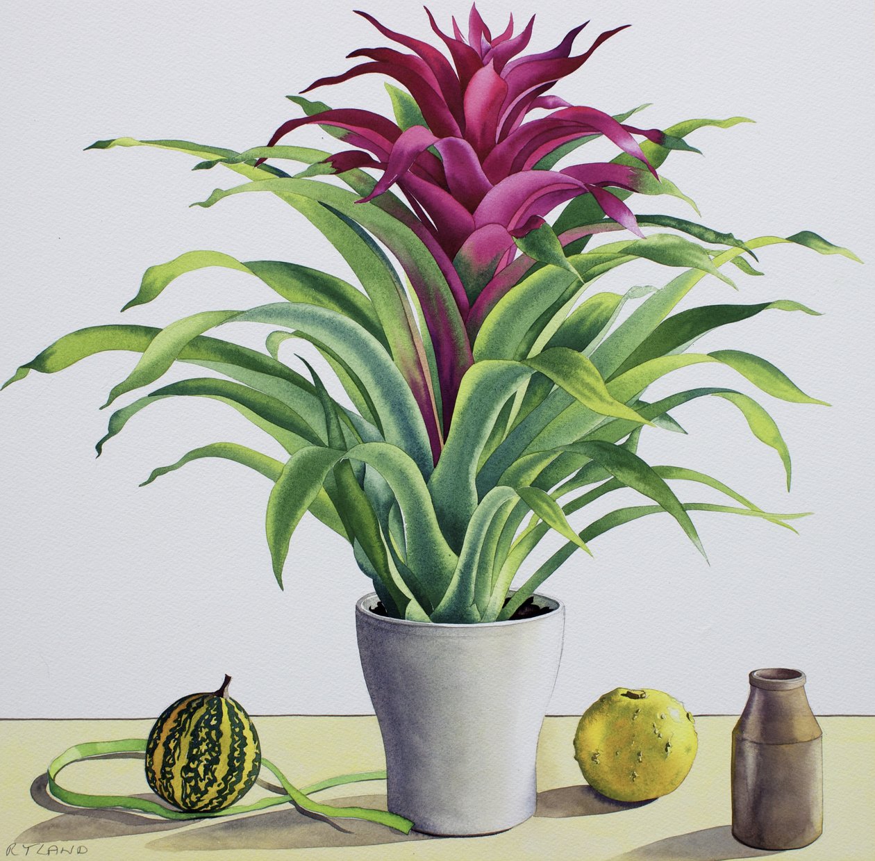 Martwa natura z bromelią (akwarela na papierze) autorstwa Christopher Ryland