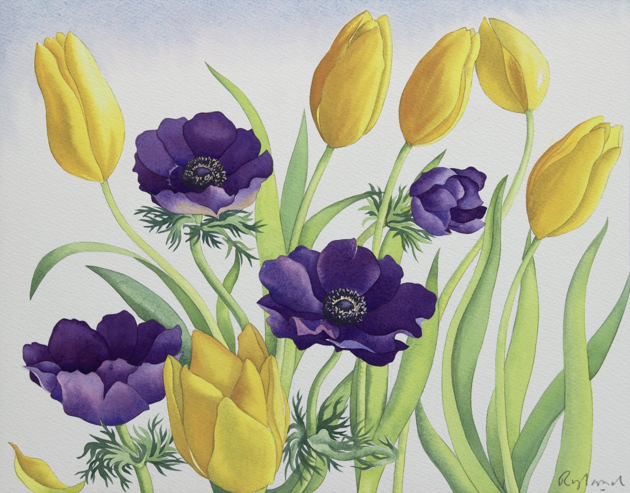 Tulipany i Zawilce autorstwa Christopher Ryland