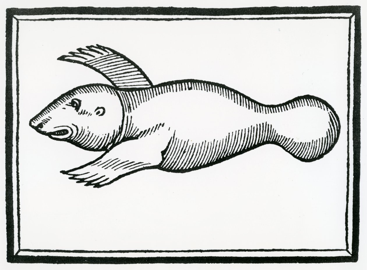 Ryba zwana „Manati” z „Ogólnej historii Indii” 1547 autorstwa Christopher Columbus