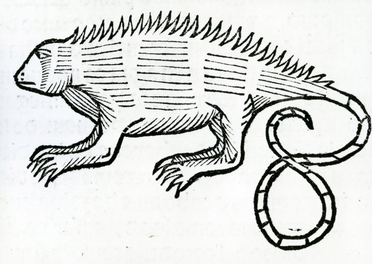 Iguana z „Ogólnej historii Indii” 1547 autorstwa Christopher Columbus