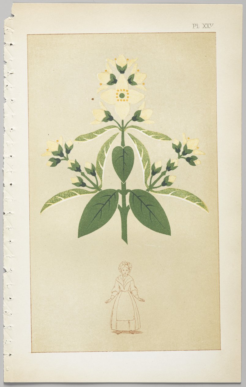 Sztuka projektowania dekoracyjnego : z dodatkiem, podającym godziny otwarcia kwiatów, wyd. Day & Son, Londyn, 1862 autorstwa Christopher Dresser