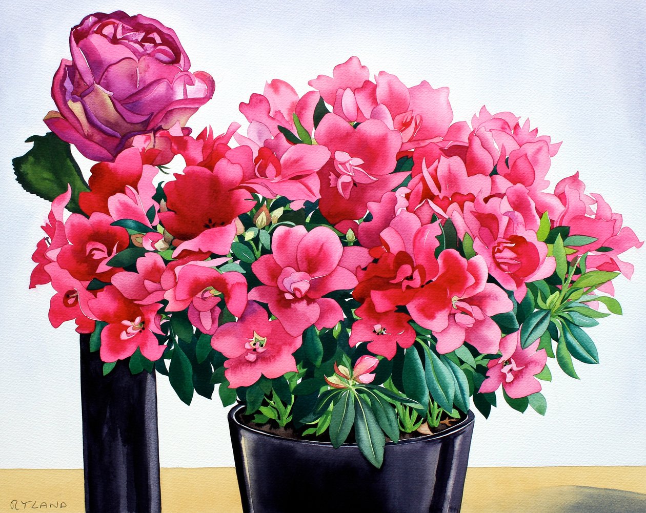 Azalia Róża autorstwa Christopher Ryland