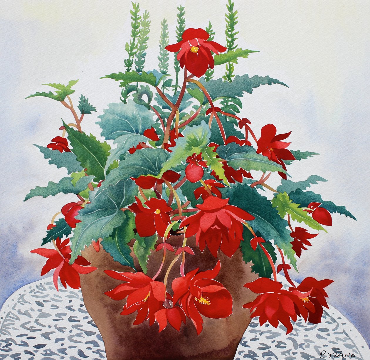 Begonia (akwarela na papierze) autorstwa Christopher Ryland