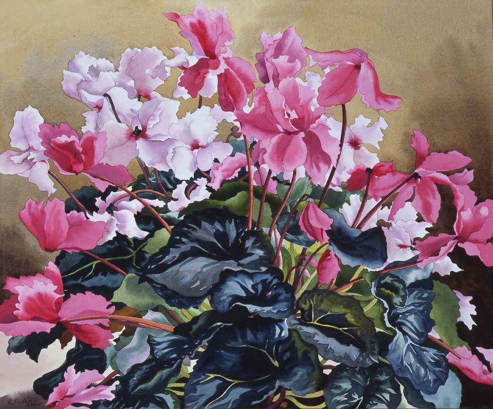 Cyklamen, 2004 (akwarela na papierze) autorstwa Christopher Ryland