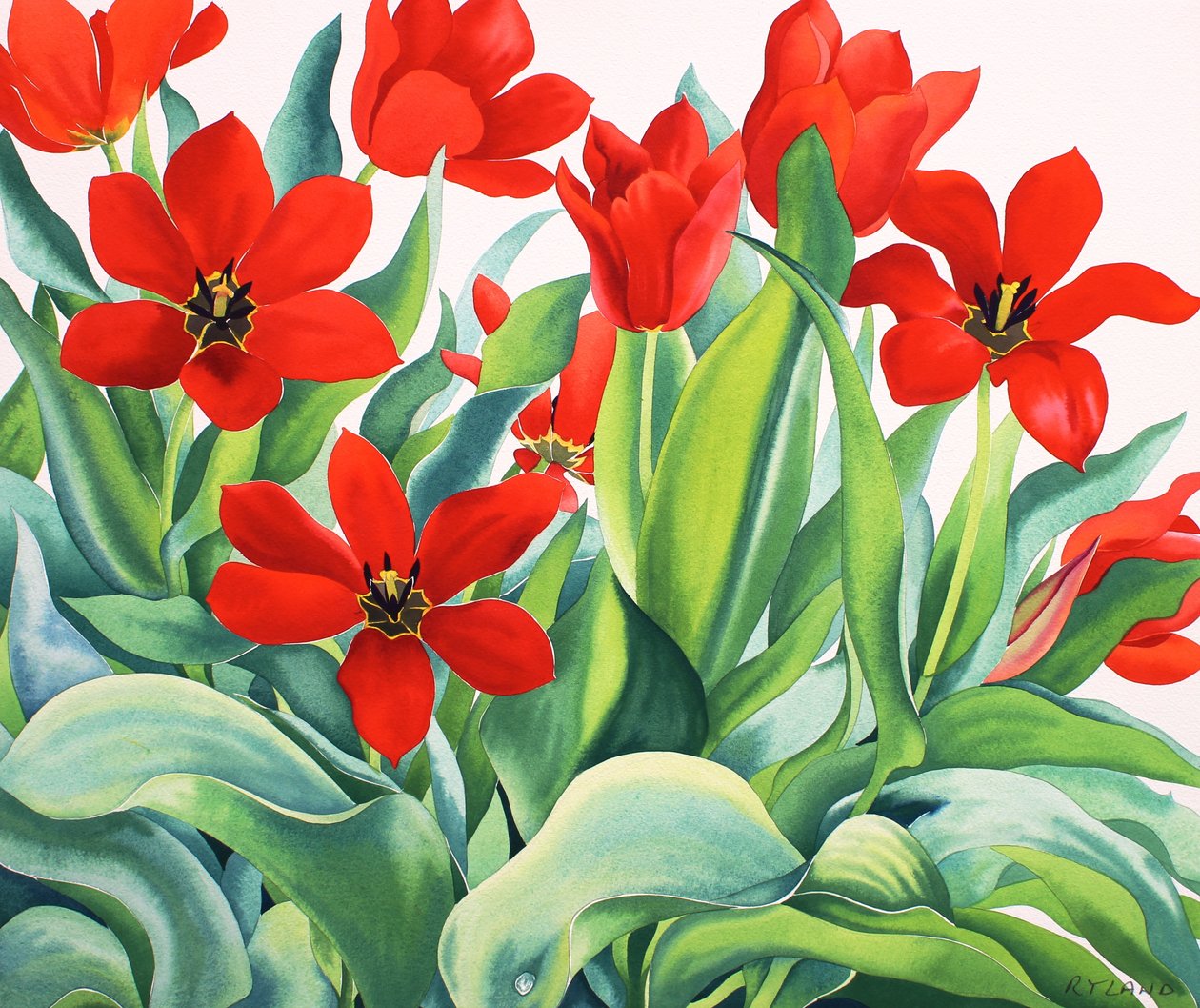 Madame Lefeber Tulipany (akwarela na papierze) autorstwa Christopher Ryland
