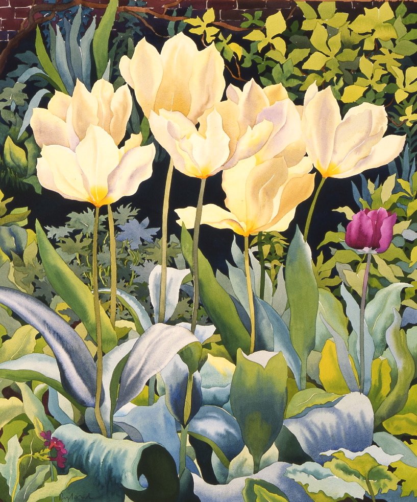 Jasne tulipany (akwarela na papierze) autorstwa Christopher Ryland