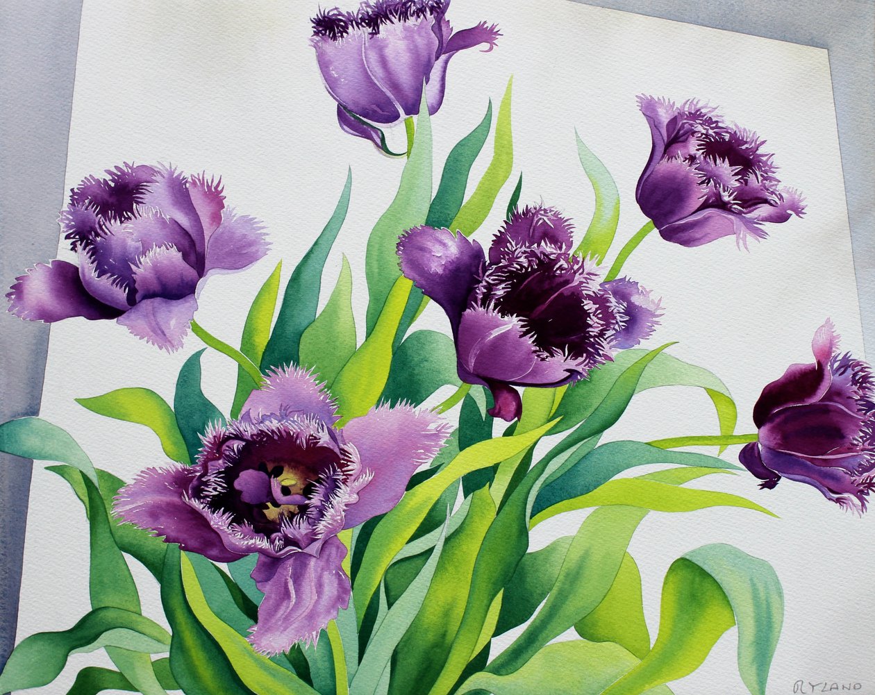 Fioletowe tulipany z frędzlami (akwarela na papierze) autorstwa Christopher Ryland