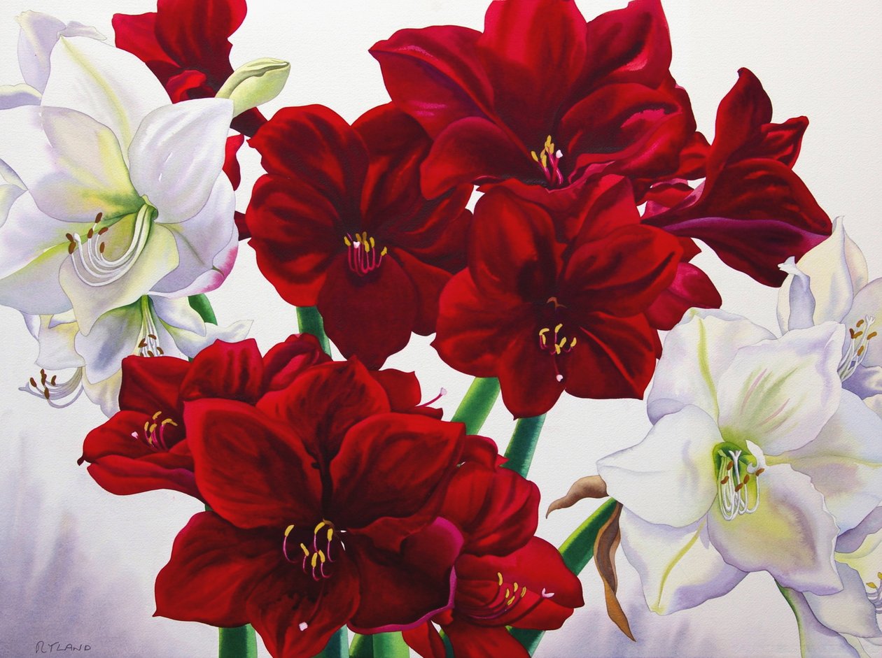 Czerwony i biały amarylis, 2008 (wc na papierze) autorstwa Christopher Ryland