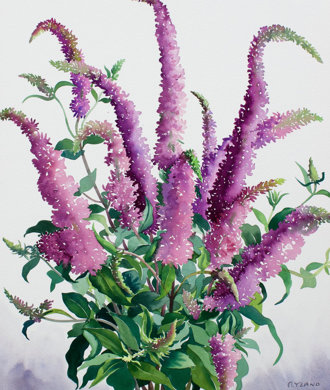 Dzikie Buddleia autorstwa Christopher Ryland