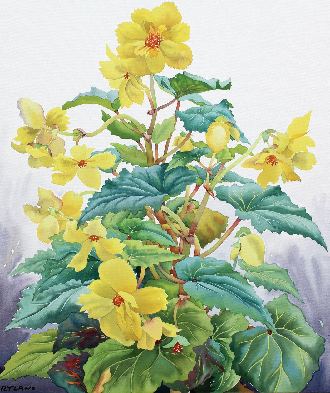 Żółta Begonia 2 autorstwa Christopher Ryland