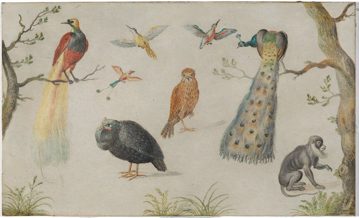 Badanie ptaków i małp autorstwa Circle of Jan van Kessel the Elder