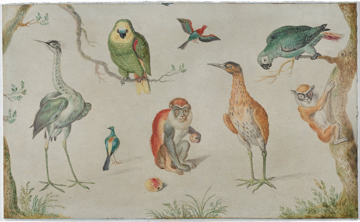 Badanie ptaków i małp autorstwa Circle of Jan van Kessel the Elder