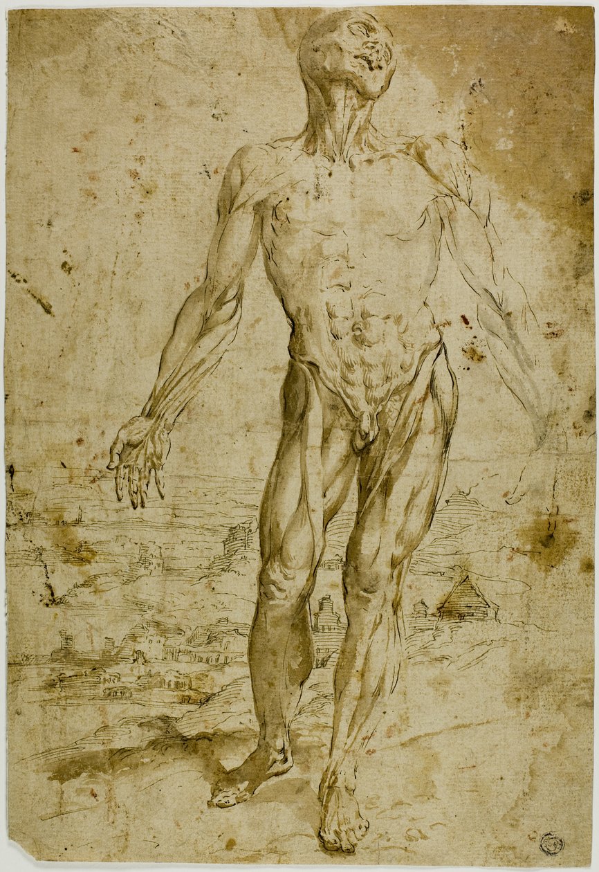 Écorché przed Pejzażem (recto); Szkice stojącego aktu męskiego, siedzącego dziecka, pochylonej kobiety (verso) autorstwa Circle of Titian