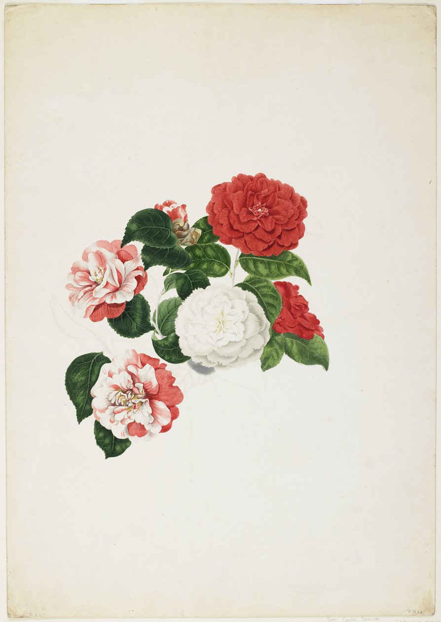 Kamelie pospolite (Camellia japonica) (wc i grafit na papierze) autorstwa Clara Maria Pope