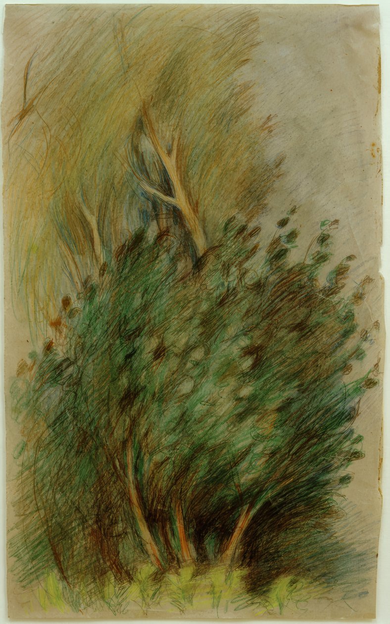 Tucheler Heide (badania leśne) autorstwa Clara Siewert