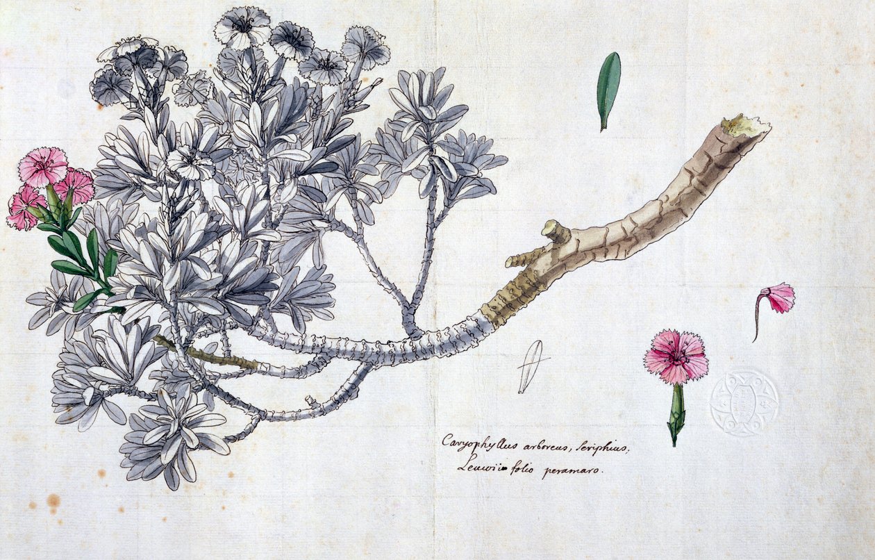 Caryophyllus Arboreus i Seriphius, z dzieła Josepha Pittona de Tournefort (1656-1708) (pióro i atrament i toaleta na papierze) autorstwa Claude Aubriet