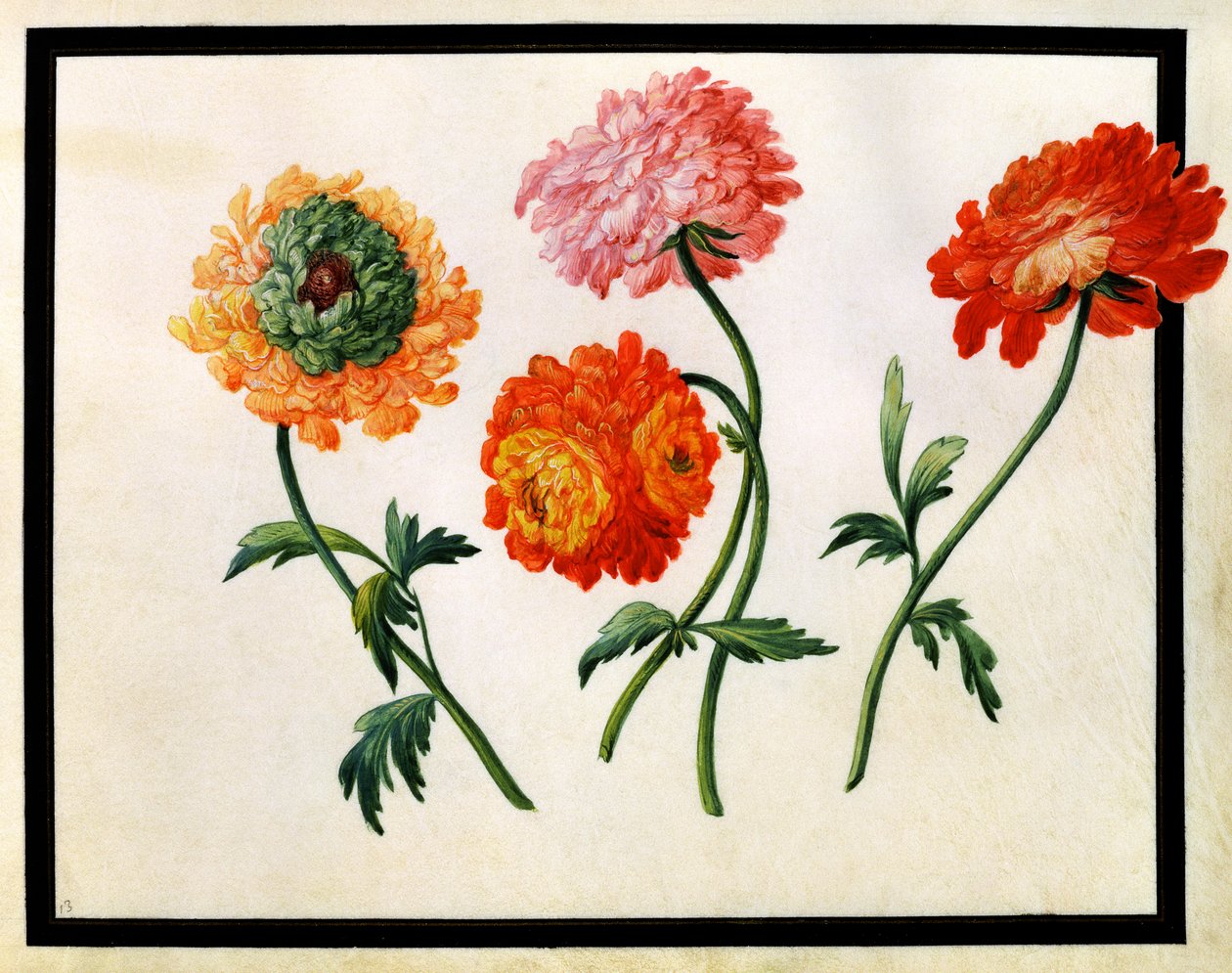 Chryzantemy autorstwa Claude Aubriet