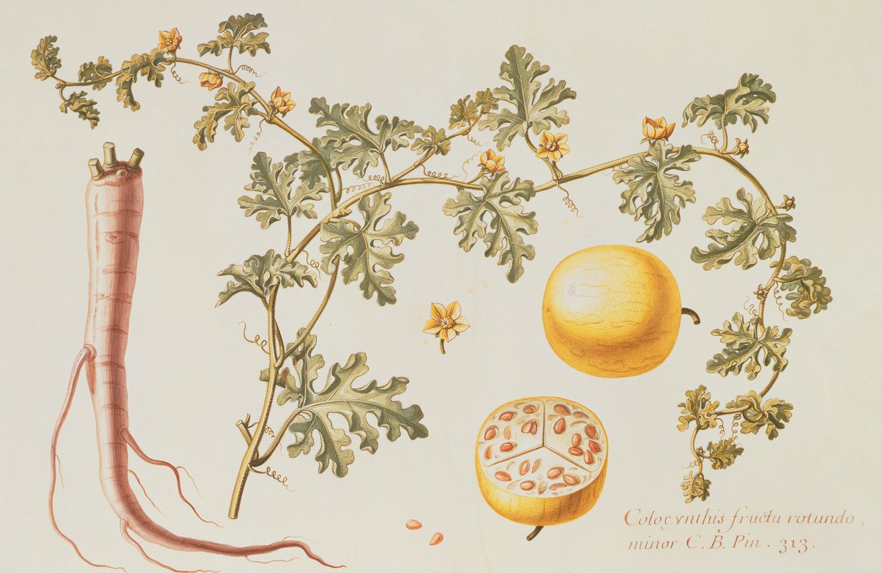 Citrullus Colocynthius (gorzkie jabłko i gorzki ogórek) (wc i gwasz na płycie) autorstwa Claude Aubriet