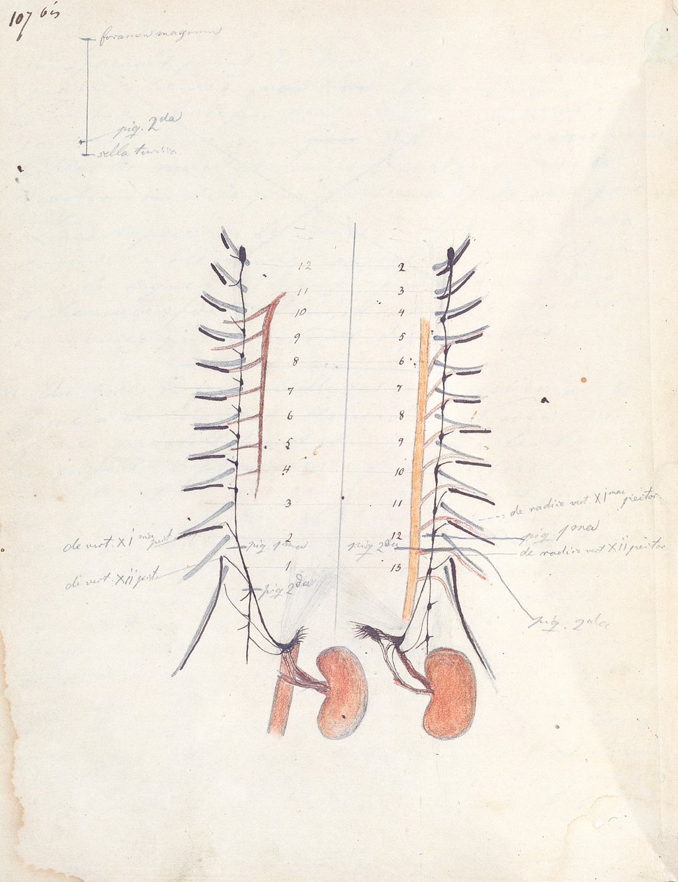 The Kidneys, c.1843 (pióro i atrament oraz kredka na papierze) autorstwa Claude Bernard