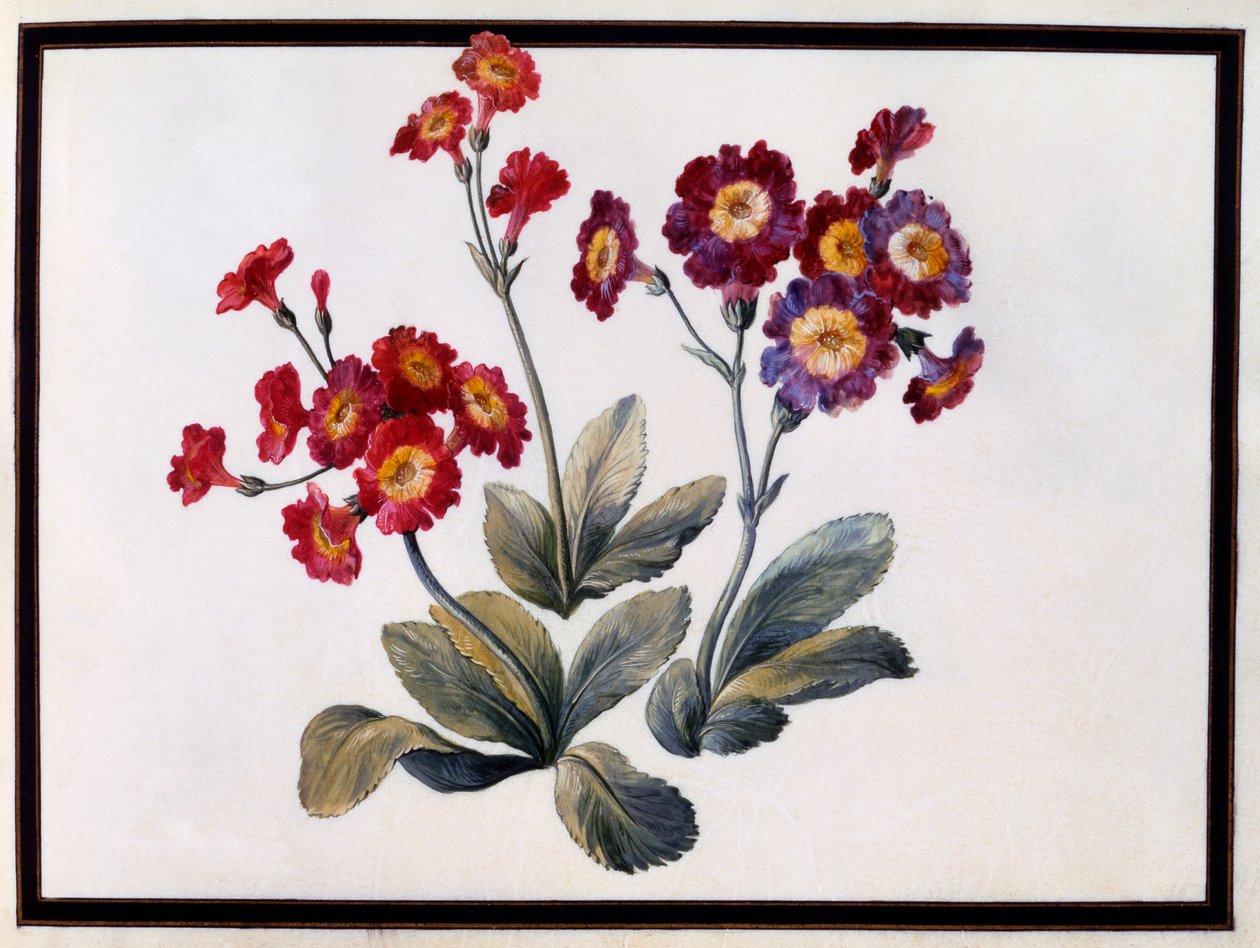 Auricula, ok. 1690 gwasz na papierze. autorstwa Claude Aubriet