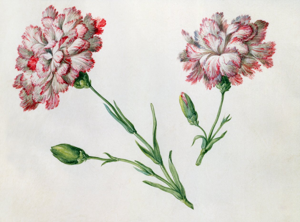 Goździki autorstwa Claude Aubriet