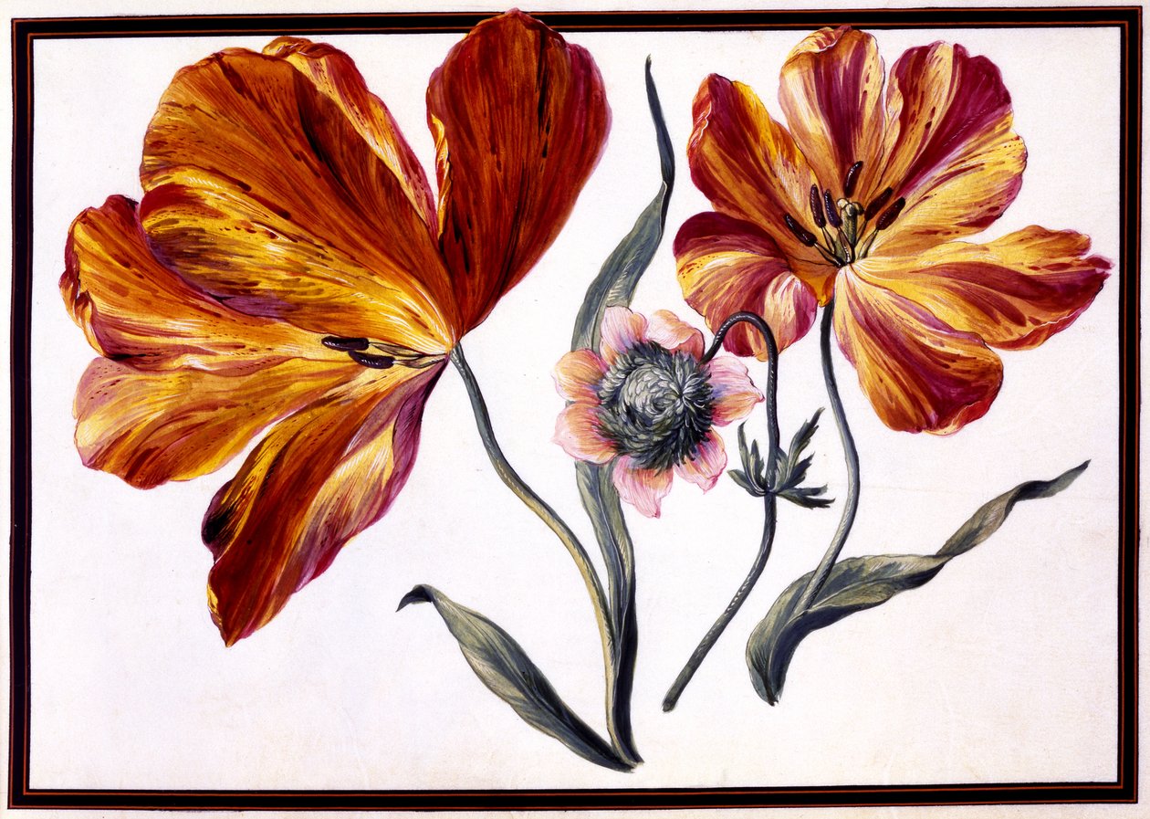 Tulipany i Anemon, ok. 1690 autorstwa Claude Aubriet