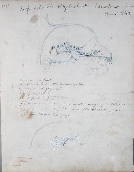 Układ nerwowy w głowie kota, maj 1842 (ołówek na papierze) autorstwa Claude Bernard